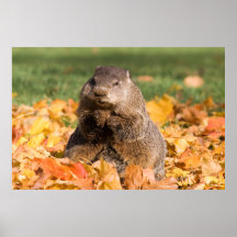 Groundhog Poster