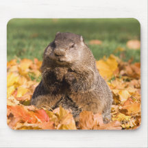 Groundhog Tapis De Souris