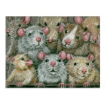 Groupe de rats à la carte postale de la Réunion de