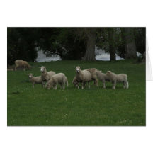 Groupe mignon de moutons mangeant l'herbe cartes de vœux