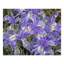 Groupe sauvage d'iris de fleurs 16x20 photos sur toile