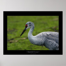 Grue de Sandhill Posters
