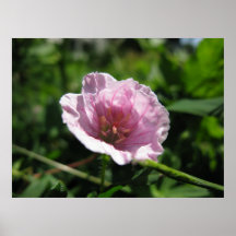Grue-facture rose (géranium) posters