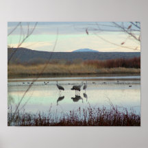 Grues à Bosque del Apache Posters