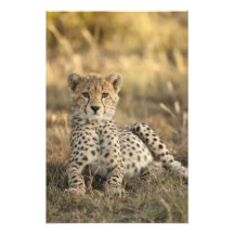 Guépard, jubatus d'Acinonyx, petit animal étendant Photographes