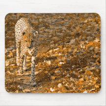 Guépard - Mousepad Tapis De Souris