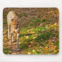 Guépard - Mousepad Tapis De Souris