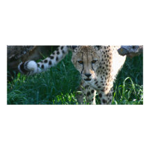 Guépard sur la chasse faire-part