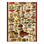 Guide vintage de champignon cartes postales