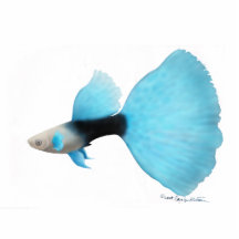 Guppy bleue à moitié noire de rose des vents photo en découpe