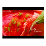 Gwen Photographie - Famille Puceron cartes postales