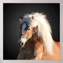 Haflinger Posters