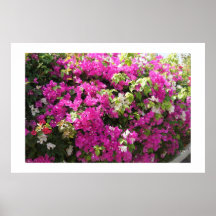 Haie des fleurs poster