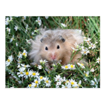 Hamster de fleur carte postale