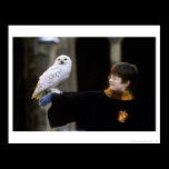 Harry et Hedwig 3 posters
