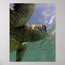 Hawaii Sea Turtle Print