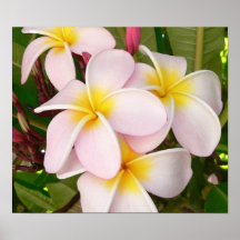 Hawaiian Frangipani Blissful Blossoms Plumerias Poster