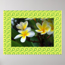 Hawaiian Frangipani Blissful Blossoms Plumerias Poster