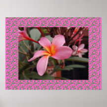 Hawaiian Frangipani Blissful Blossoms Plumerias Poster
