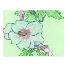 Hebiskus (offre prix 1,05€ place 5€) cartes postales