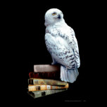 Hedwig sur des livres posters