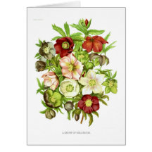 Hellebores Carte De Vœux