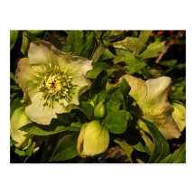 Hellebores de rose Lenten Carte Postale