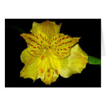 Hémérocalle jaune cartes