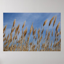 Herbe de mer posters