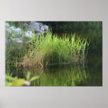 Herbe de mer posters