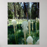Herbe d'ours 2 poster