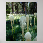 Herbe d'ours affiches
