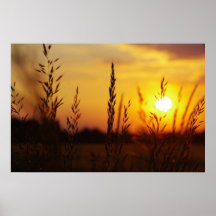 Herbes dans le coucher du soleil posters