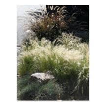 Herbes ornementales cartes postales