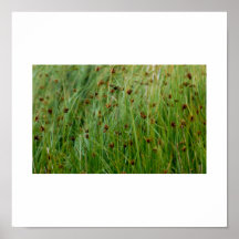 Herbes sauvages soufflant dans le vent posters