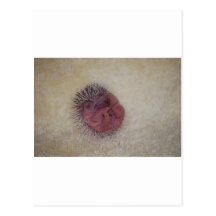 Hérisson de bébé cartes postales