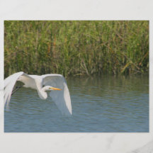Héron blanc volant au-dessus de l'herbe de l'eau prospectus personnalisés