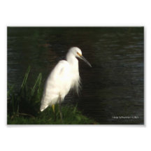 héron de 5X7 Milou Photographie