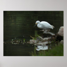 Héron de Milou à l'affiche du bord de l'eau