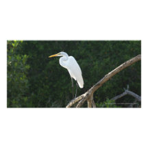 Héron en palétuviers de San Blas Cartes Avec Photo
