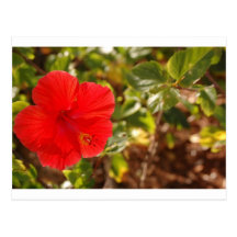 Hibicus Cartes Postales