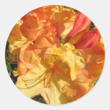 hibiscus3 autocollants