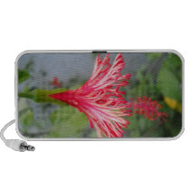 Hibiscus_Beauty haut-parleurs
