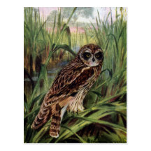Hibou à oreilles courtes dans les marécages carte postale