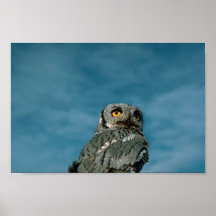 Hibou de cri strident occidental poster