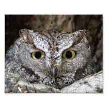 Hibou de cri strident occidental  tirage photo