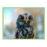 Hibou de Flammulated Carte Postale
