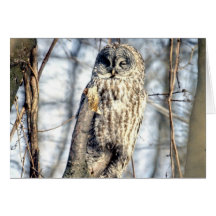 Hibou de grand gris - observateur crémeux de Brown Cartes De Vœux