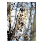 Hibou de grand gris - observateur crémeux de Brown Cartes Postales