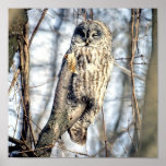 Hibou de grand gris - observateur crémeux de Brown Posters